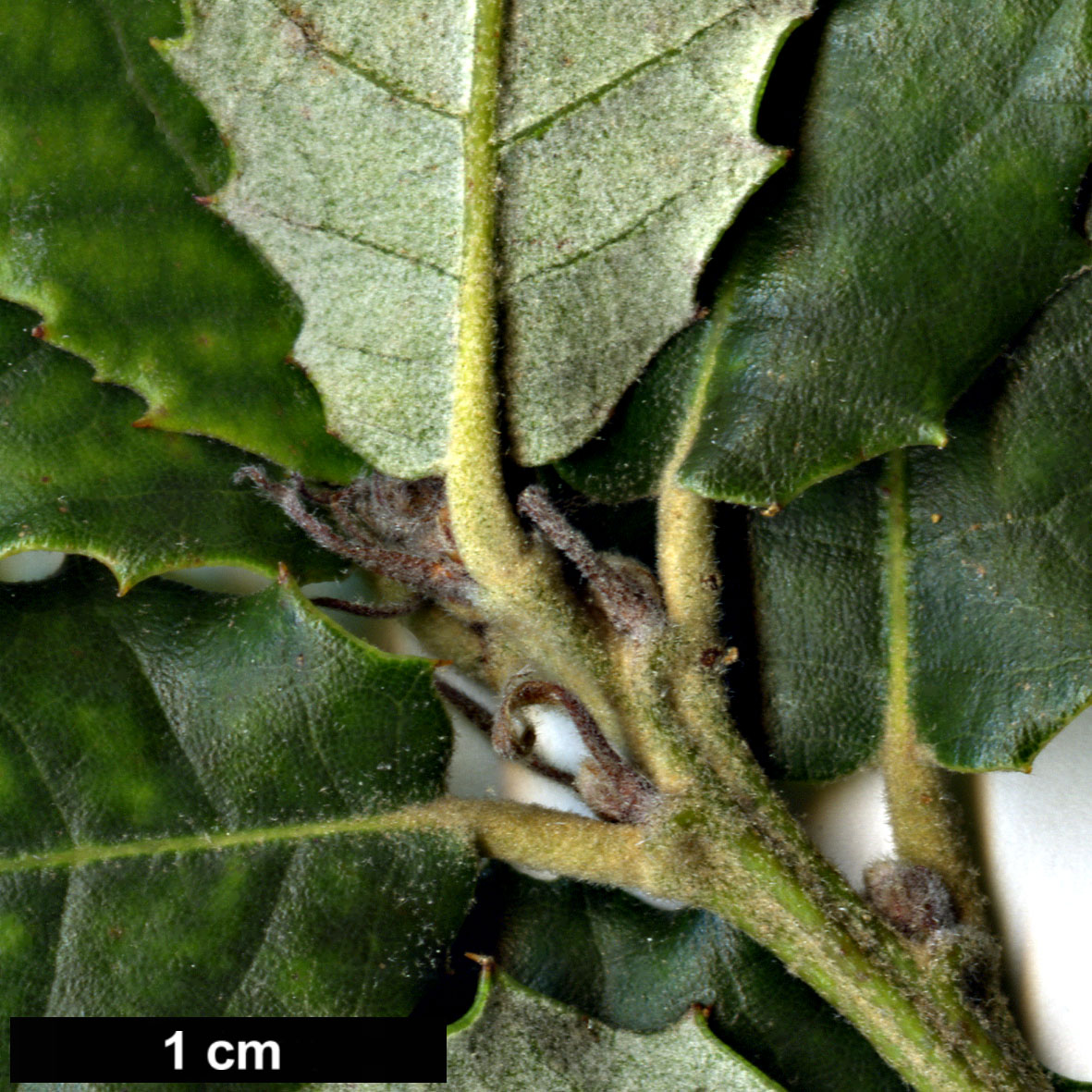 High resolution image: Family: Fagaceae - Genus: Quercus - Taxon: ×morisii (Q.ilex × Q.suber)